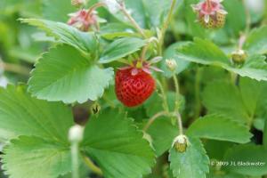Summer's Ripening Strawberries, Copyright © 2009 Jade Leone Blackwater