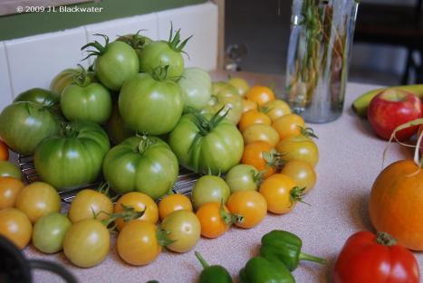 Late Tomatoes, Copyright © 2009 Jade Leone Blackwater